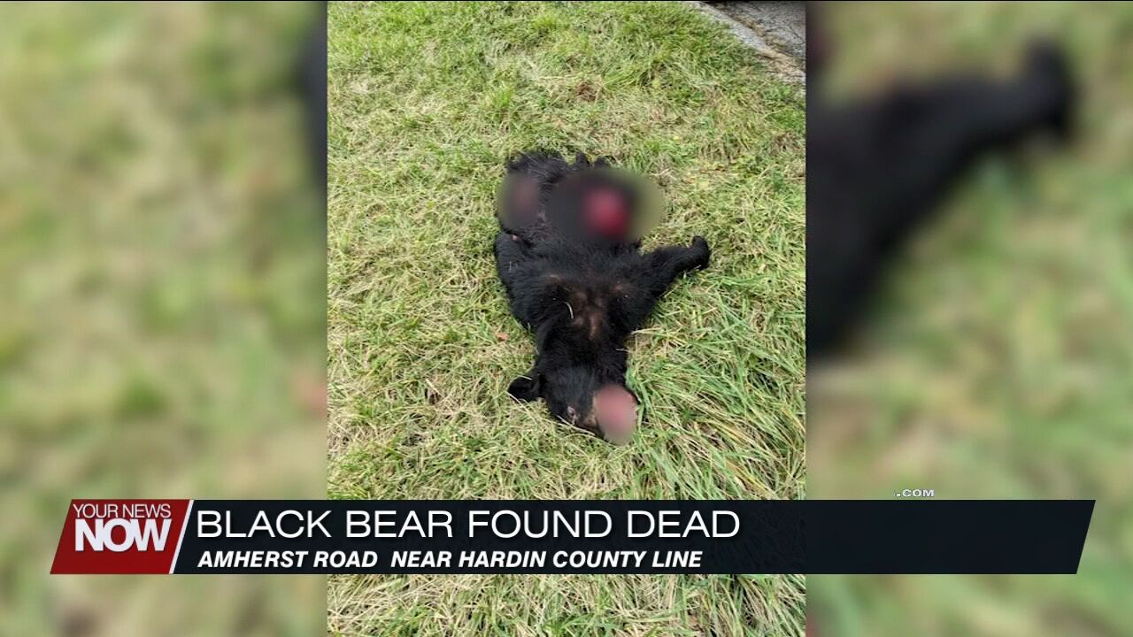 Black bear found dead in Allen County believed to have been hit by car